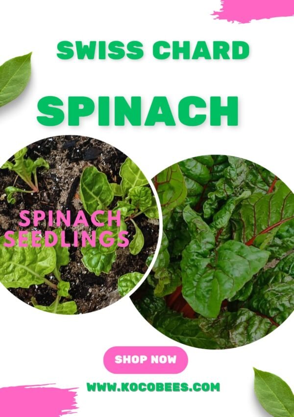 Spinach